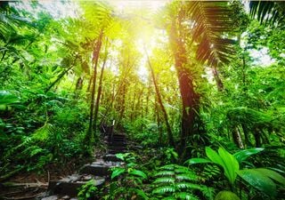 Estudo recente revela que plantar árvores nos trópicos resfria o planeta e reduz risco de incêndios