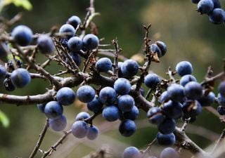 Você sabe por que os 'mirtilos' são azuis?