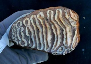 DNA de bactéria de 1 milhão de anos é encontrado em fósseis de mamute