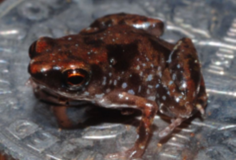 Com um tamanho médio de apenas 7,7 mm, eles são os menores vertebrados do mundo
