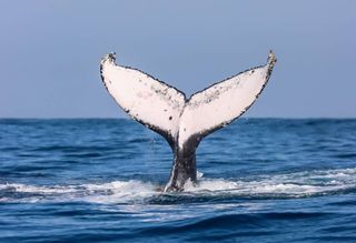 Baleias jubarte reaparecem no litoral brasileiro, indicam mudança migratória e impulsionam turismo