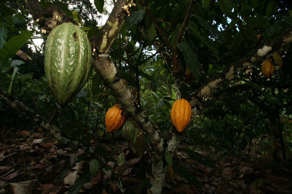 Cacau, cacao, chocolate