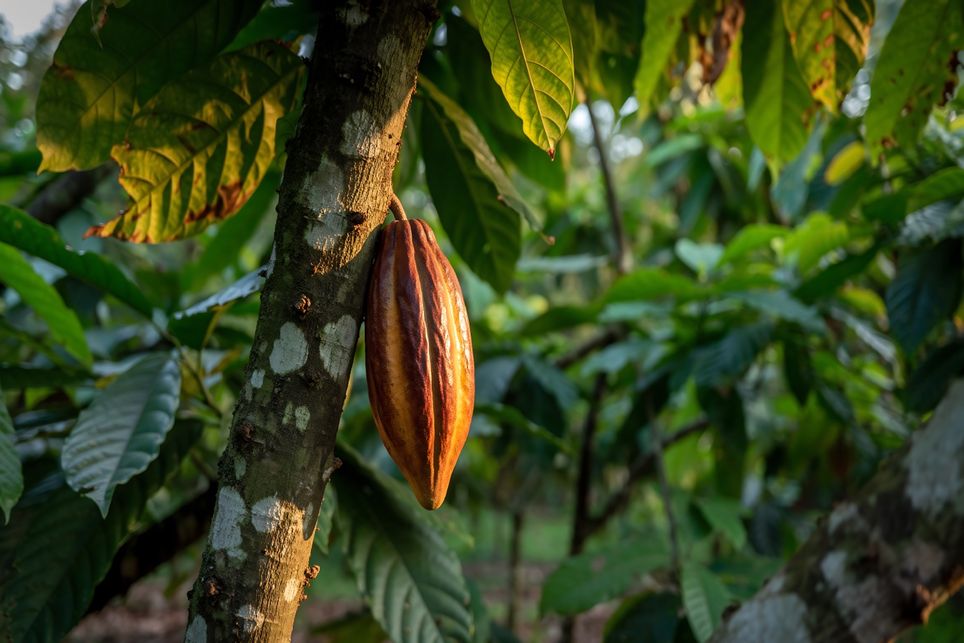 Pragas, quarentenarias