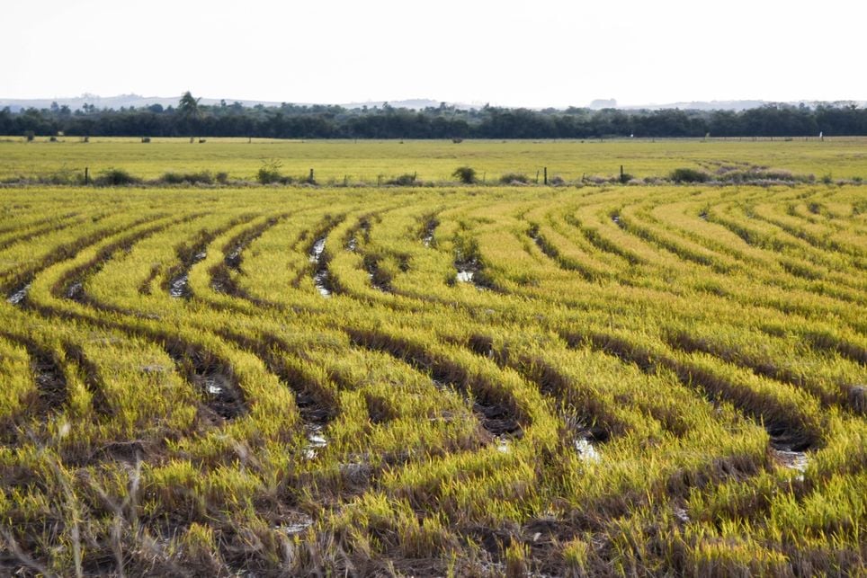 arroz, sudeste, india arroz, sudeste, india