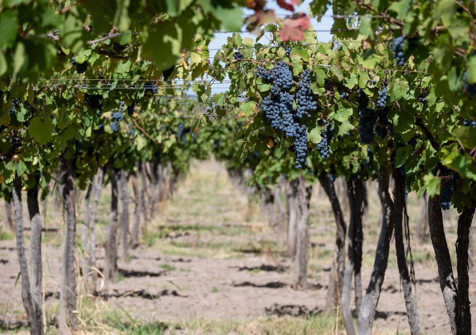 Vinhedos em Mendoza, Argentina.