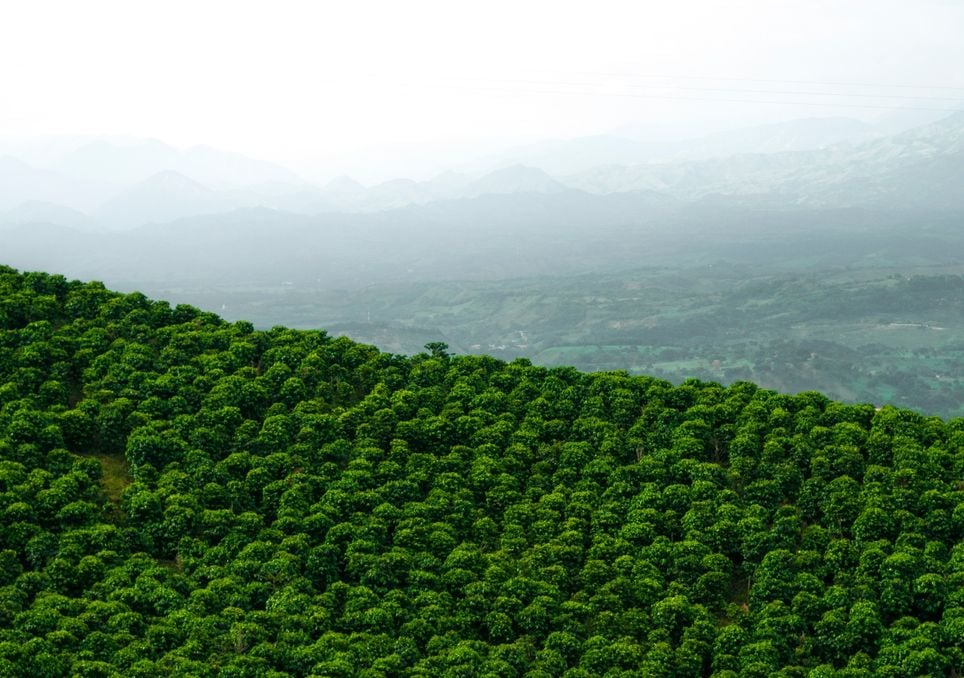 Plantações de café na Colômbia