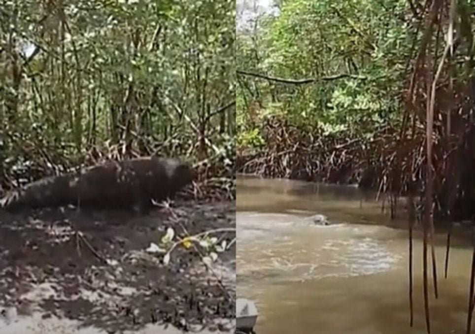 Animal marinho juvenil usa litoral capixaba como área de descanso durante rota migratória. Animal marinho juvenil usa litoral capixaba como área de descanso durante rota migratória.