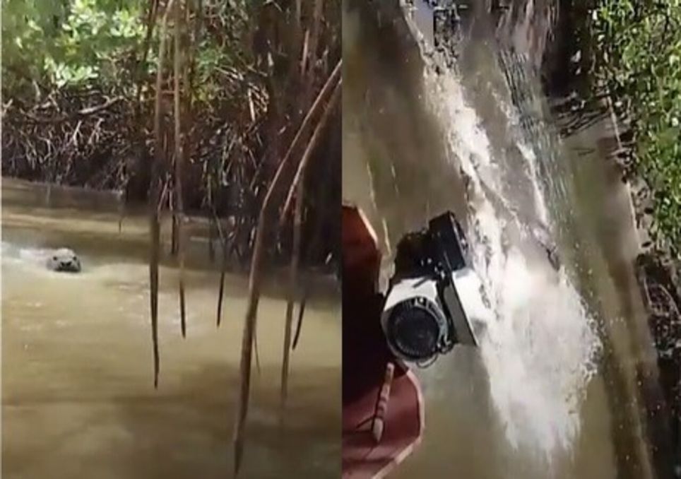 Espécie rara que migra da Argentina para o Brasil durante o inverno foi observada mais uma vez no litoral do Espírito Santo. Espécie rara que migra da Argentina para o Brasil durante o inverno foi observada mais uma vez no litoral do Espírito Santo.