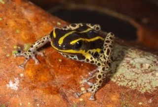 Espécie de rã venenosa é descoberta na Amazônia