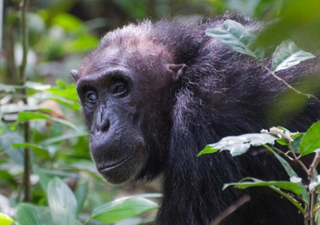 Estudo revela que chimpanzés selvagens têm transição reprodutiva semelhante à dos humanos