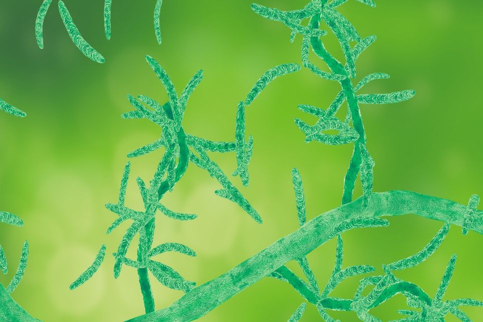 Solo, pragas, plantas daninhas Solo, pragas, plantas daninhas