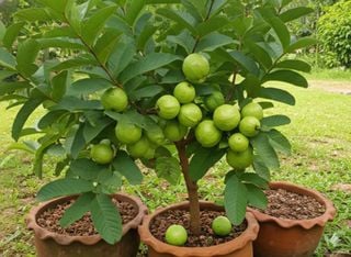 Goiabeira anã em vaso: veja o passo a passo para cultivar essa delícia dentro de casa
