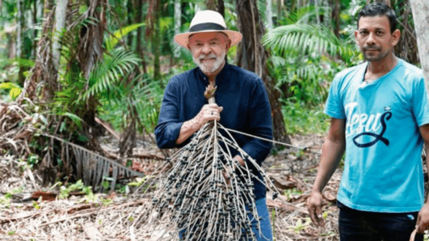 Em vídeo publicado em seu perfil no Instagram, o petista colhe açaí e deposita em um cesto | Reprodução/Planalto - 3.nov.2023