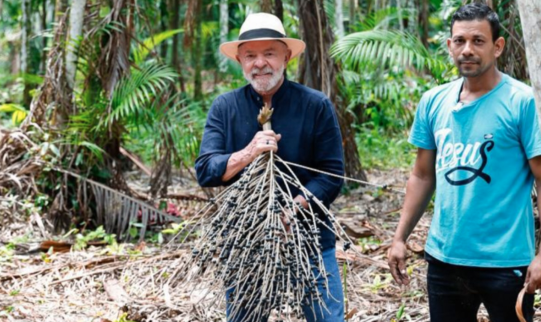 Em vídeo publicado em seu perfil no Instagram, o petista colhe açaí e deposita em um cesto | Reprodução/Planalto - 3.nov.2023