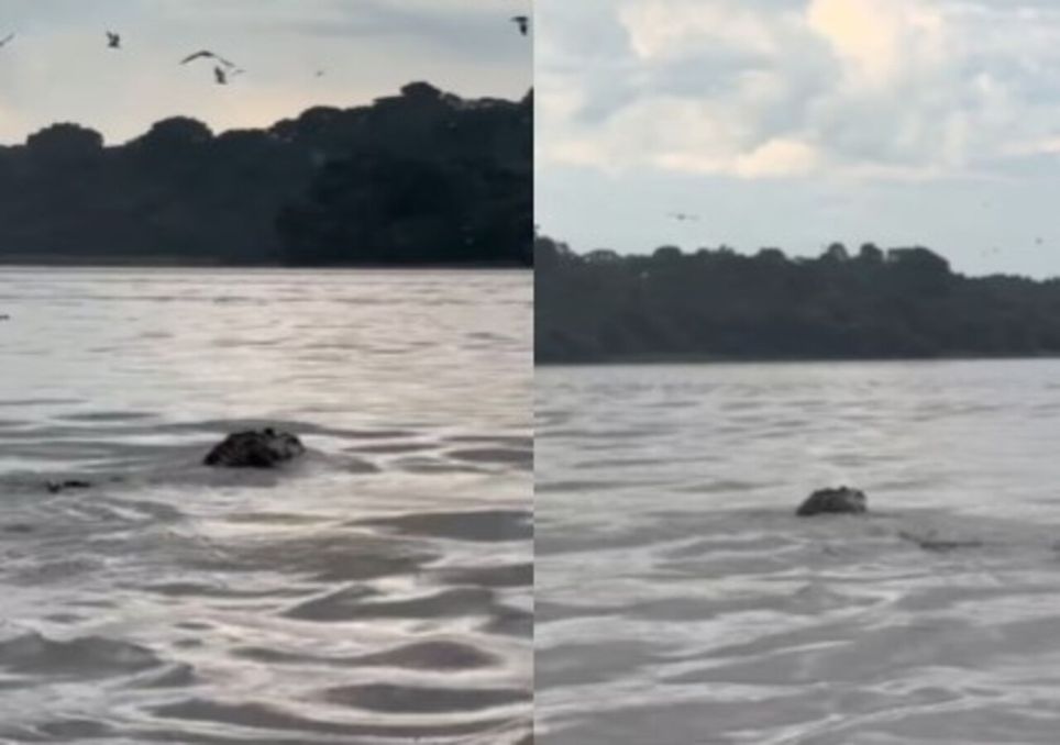 Visitantes se encantam com natureza viva e com o maior jacaré da Amazônia.
