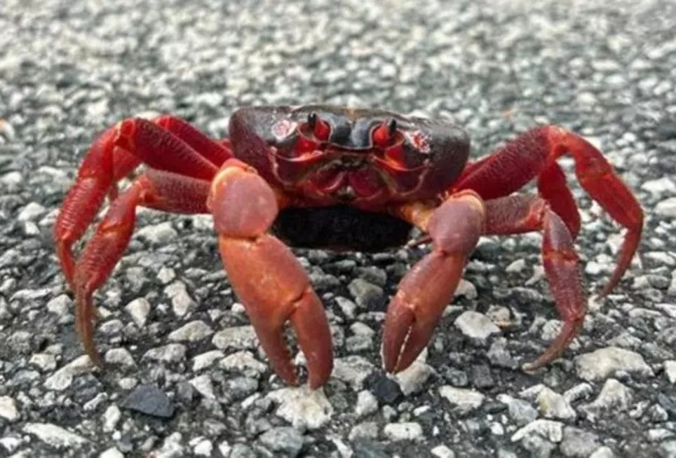 Caranguejos-vermelho deixam florestas para desovarem no mar Foto: Reprodução/Instagram/christmasislandnp https://www.terra.com.br/planeta/meio-ambiente/maior-migracao-de-caranguejos-do-mundo-conta-com-lua-bloqueio-de-estradas-e-voluntarios,32ea792b32a0e52fbbbcfd54f940a18f1j77nfox.html?utm_source=clipboard
