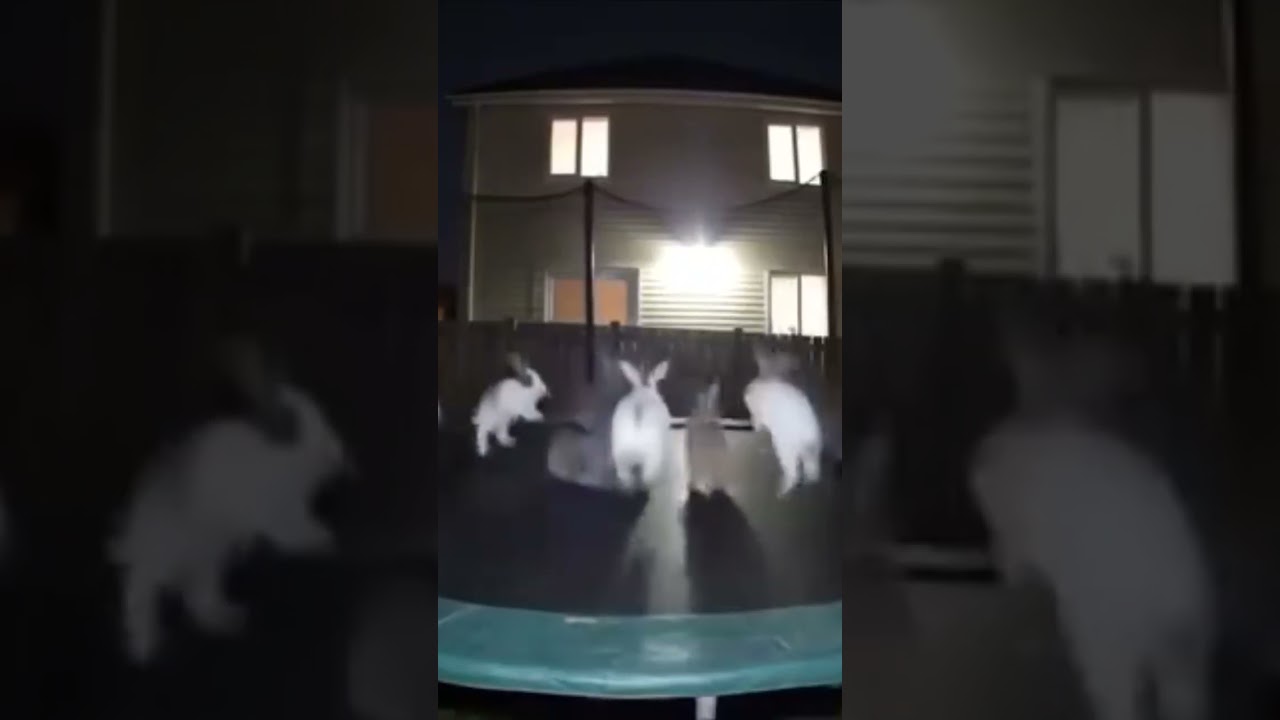 youtube video id=MhE3GECSLBk