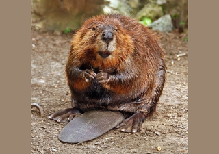 Como os castores podem revolucionar ecossistemas de água doce e combater a mudança climática?