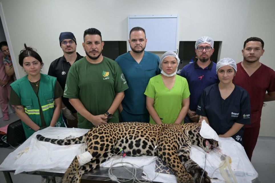 Onca-pintada-resgatada-no-Rio-Negro-em-Manaus-foi-alvejada-com-mais-de-30-chumbinhos-e-perdeu-alguns-dentes-2-2-1024x683