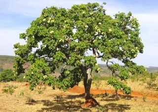 Plantas do Cerrado podem recuperar solos contaminados por agrotóxicos, aponta pesquisa
