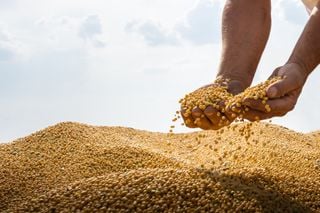 Soja, chuva e proteína: por que a China depende do campo brasileiro?