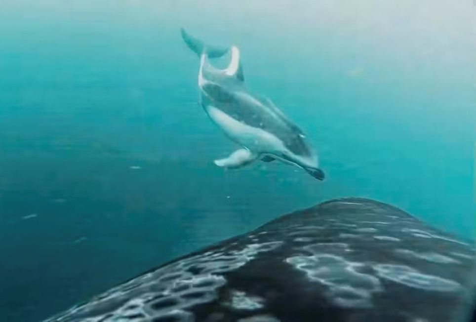 'Amizade improvável': orcas e golfinhos revelam cooperação inédita em caçadas no Oceano Pacífico; entenda — Foto: Universidade da Colúmbia Britânica