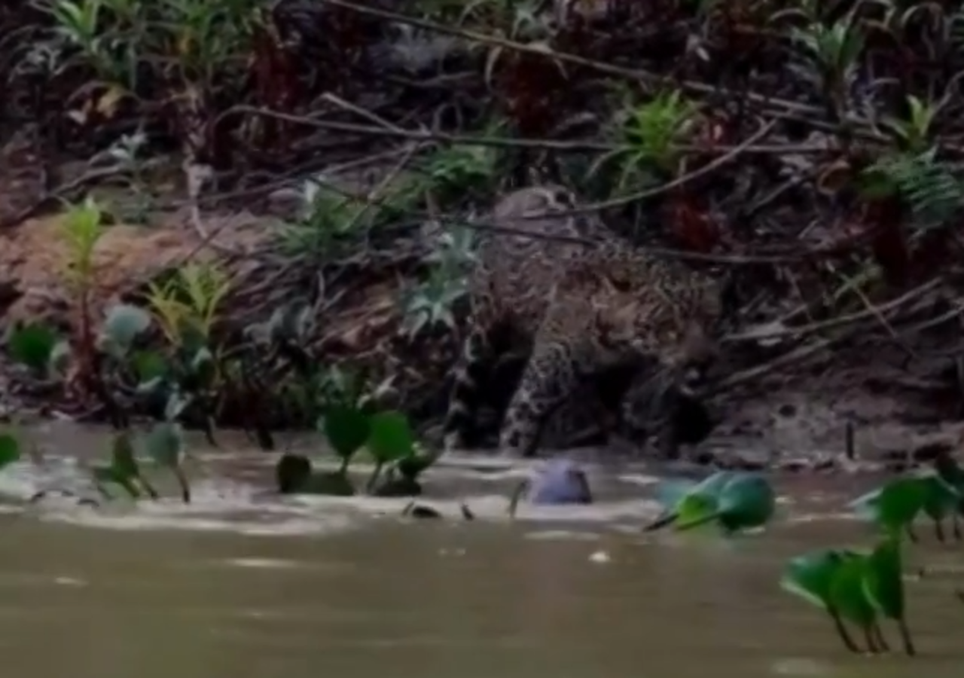 Encontro épico filmado por um biólogo no Pantanal do Mato Grosso.