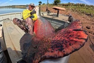 ‘Bacalhau da Amazônia’: conheça o peixe pescado em SP que respira fora d’água e pesa até 200 kg