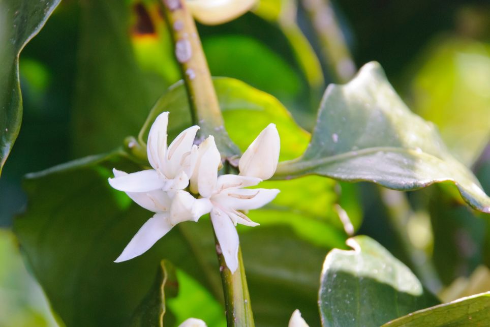 Café, graos Café, graos