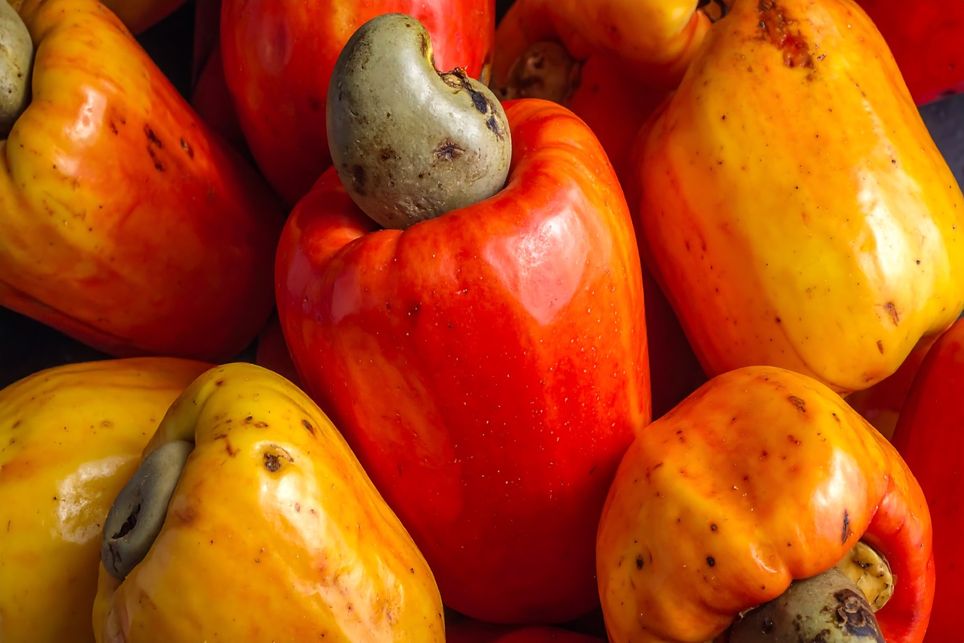 Fruto, caju, nordeste