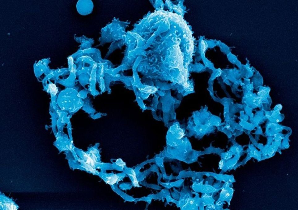 Megacariócitos cultivados a bordo da ISS