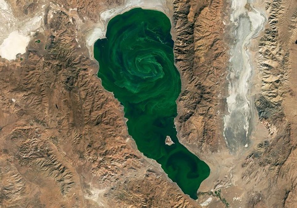 Cianobactérias nas águas do Lago Pyramid