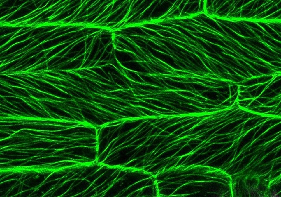 Imagem de células de Brachypodium distachyon, uma espécie de gramínea.