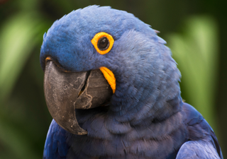 Circovírus ameaça ararinhas-azuis soltas e risco de extinção da espécie volta a crescer