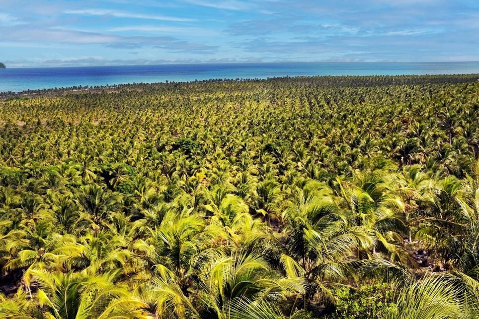 coco, embrapa, pragas