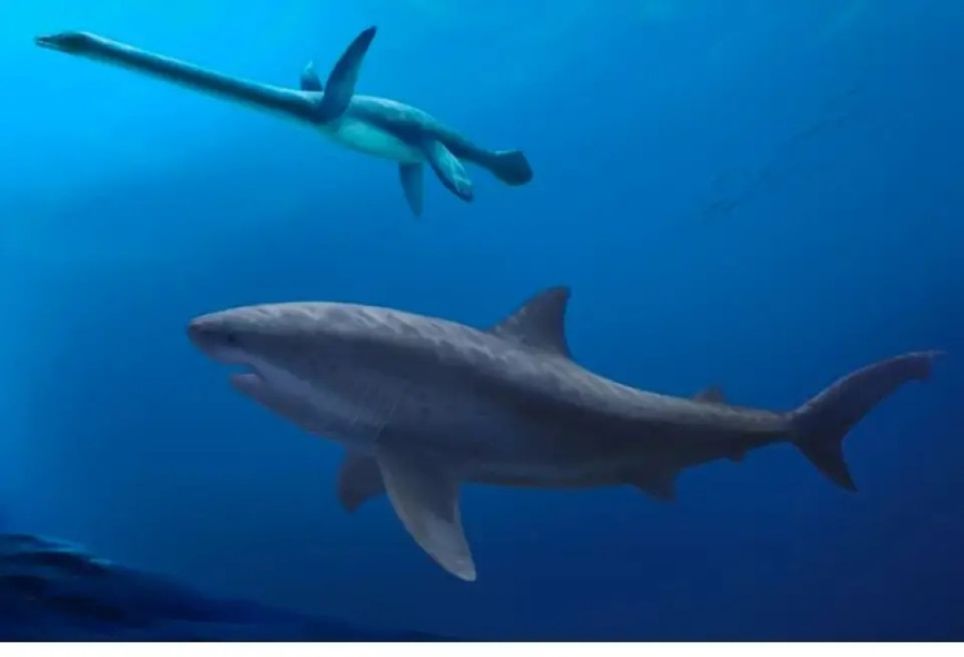 Tubarão de 8 metros de comprimento persegue um Plessiosauro (Polyanna von Knorring/Museu de História Natural da Suécia) Tubarão de 8 metros de comprimento persegue um Plessiosauro (Polyanna von Knorring/Museu de História Natural da Suécia)