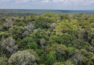 Fundo Florestas Tropicais para Sempre atinge US$ 5,5 bilhões e reforça compromisso global com a conservação