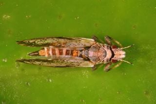 Greening no limite: 48% do cinturão citrícola já infectado, o que a primavera seca pode agravar