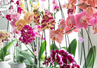 Guia passo a passo essencial para cuidar de orquídeas: poda, transplante e rega