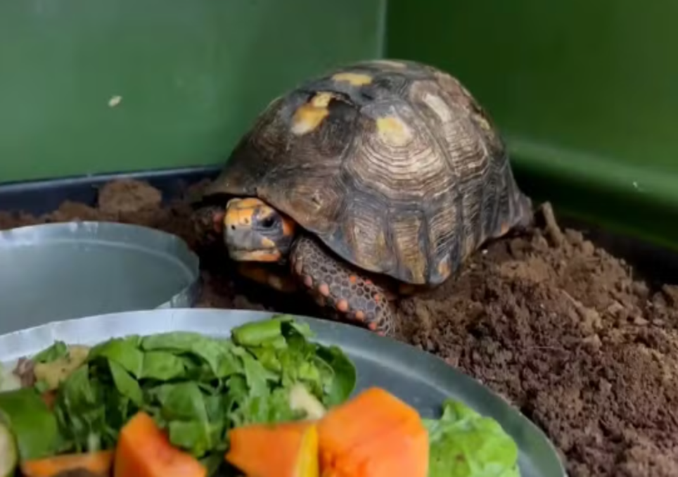 Réptil de metabolismo lento sobreviveu a condição extrema. Réptil de metabolismo lento sobreviveu a condição extrema.