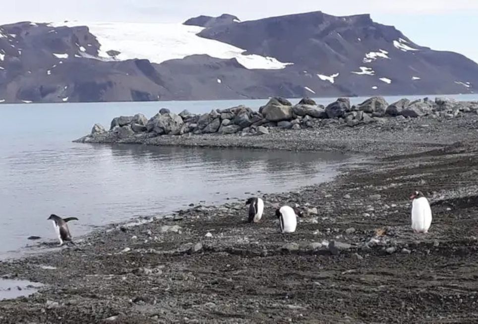Essa é primeira vez que as áreas livres de gelo e coberturas verdes da Antártica são mensuradas - Mauricio de Almeida/ TV Brasil Essa é primeira vez que as áreas livres de gelo e coberturas verdes da Antártica são mensuradas - Mauricio de Almeida/ TV Brasil