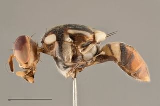 Mosca-da-carambola no radar: por que uma armadilha no Amazonas pode mexer com as frutas do Brasil