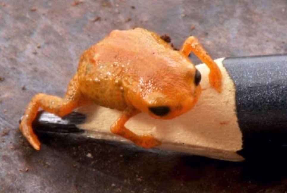 Sapinho-da-montanha-do-lula-de-18-mm-foi-descoberto-em-SC-—-Foto-Unesp Sapinho-da-montanha-do-lula-de-18-mm-foi-descoberto-em-SC-—-Foto-Unesp