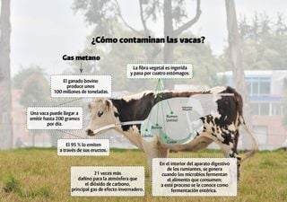 O novo tipo de ração para gado que produz menos flatulências, reduzindo as emissões de metano dos animais