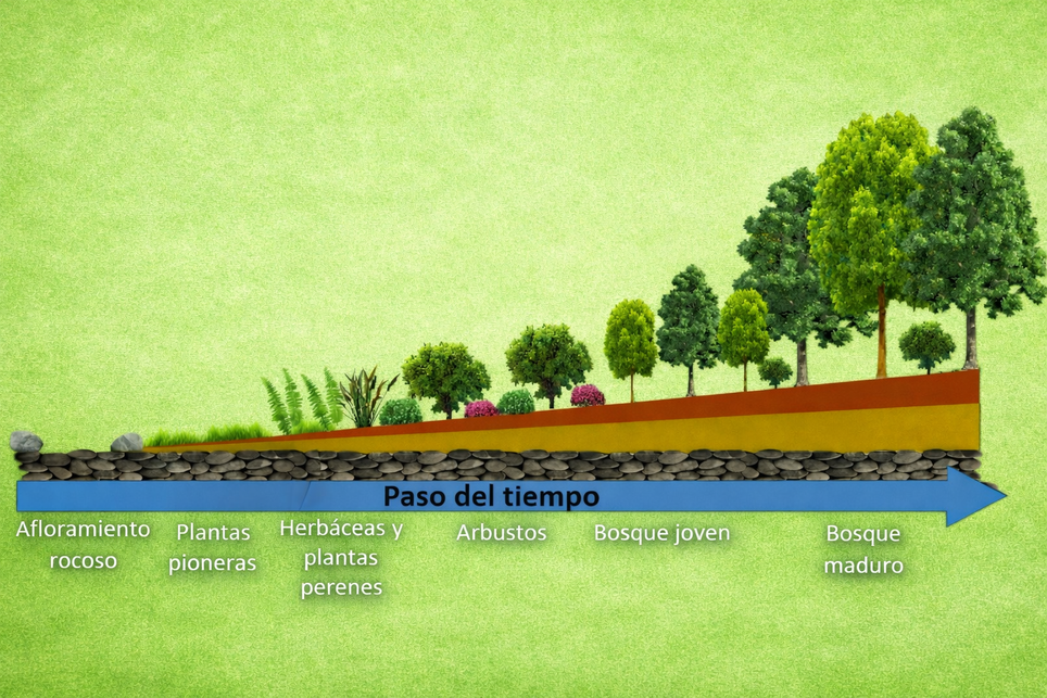 Esquema da sucessão ecológica