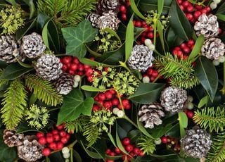 Poinsétia, azevinho, visco, pinheiro: quais são as plantas típicas do Natal?