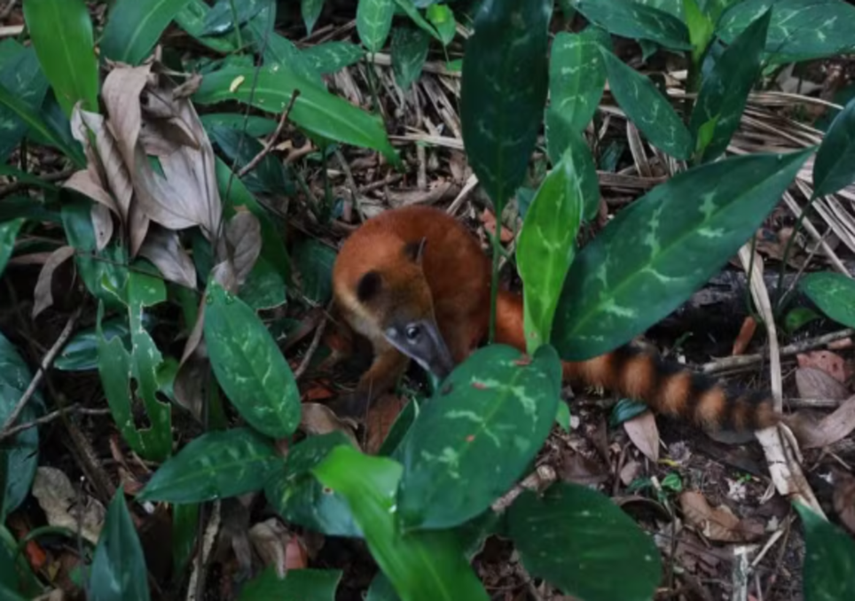 Nando se recuperou e virou atração no Bosque Rodrigues Alves.