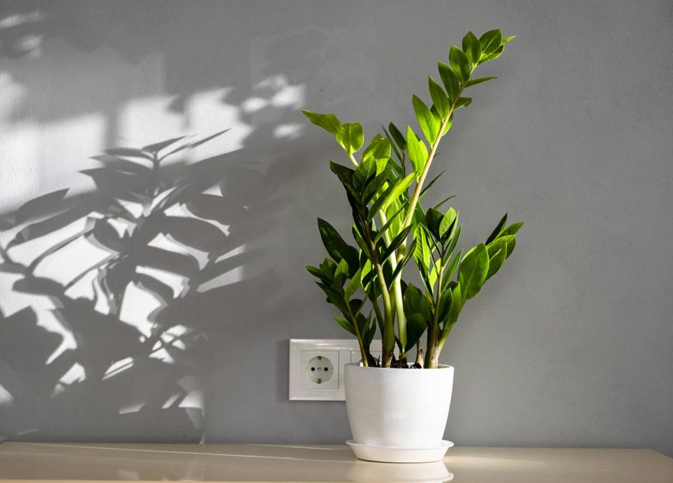 A zamioculca também é conhecida como a “planta da fortuna”, pois acredita-se que ela atraia dinheiro.