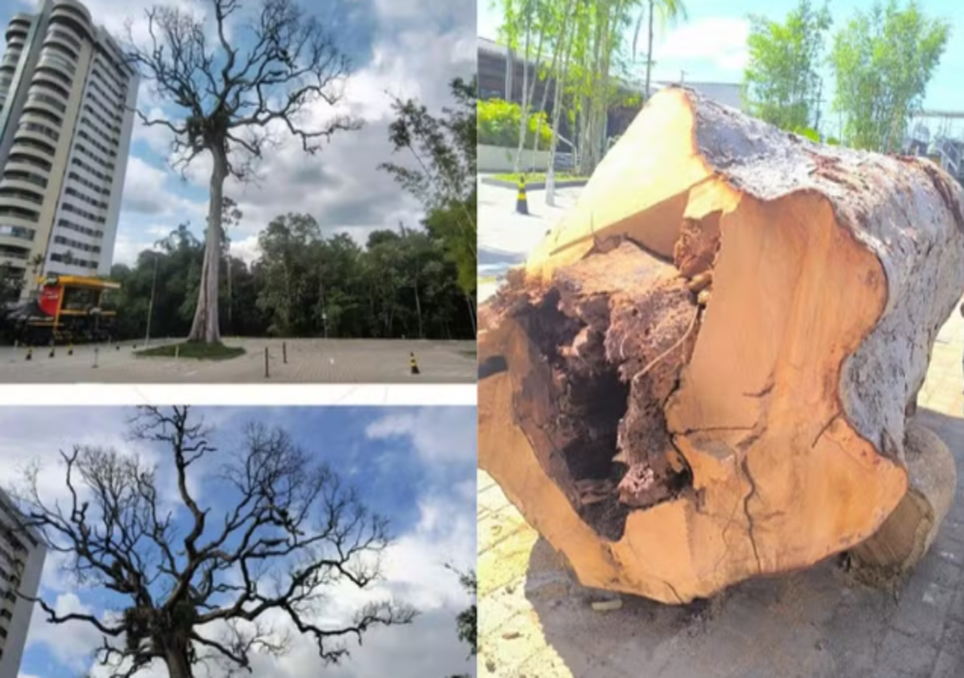 Manaus enfrenta polêmica com o corte de árvore em área nobre. Manaus enfrenta polêmica com o corte de árvore em área nobre.