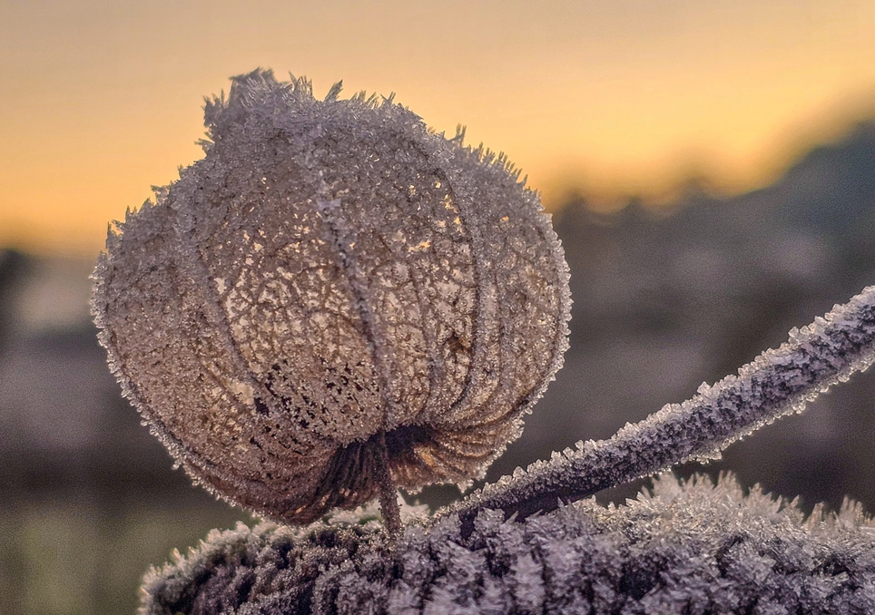 Geada congelou a vegetação em Sobradinho (RS). Créditos: Iara Krisna Puntel. Geada congelou a vegetação em Sobradinho (RS). Créditos: Iara Krisna Puntel.